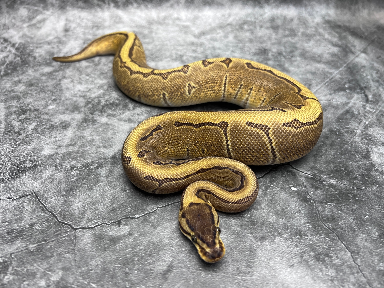 Enchi Pinstripe Calico Ball Python by Morph Mixology Reptiles - MorphMarket