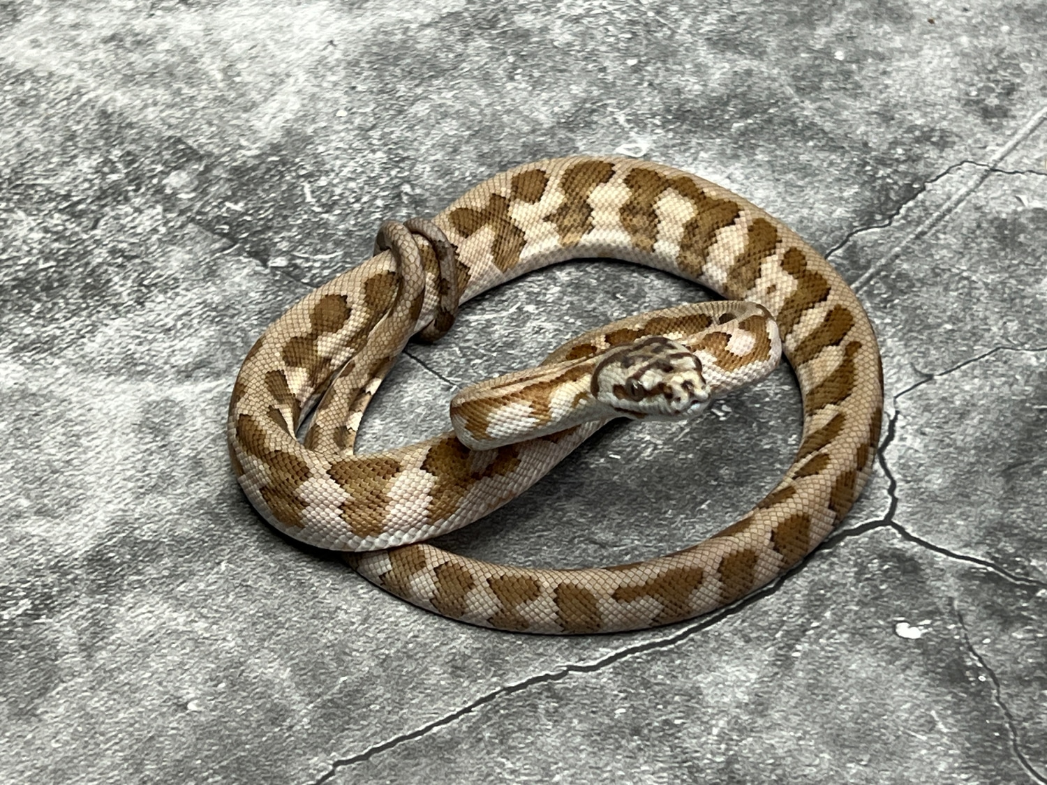 Caramel Stripe Jag Coastal Carpet Python by Morph Mixology Reptiles