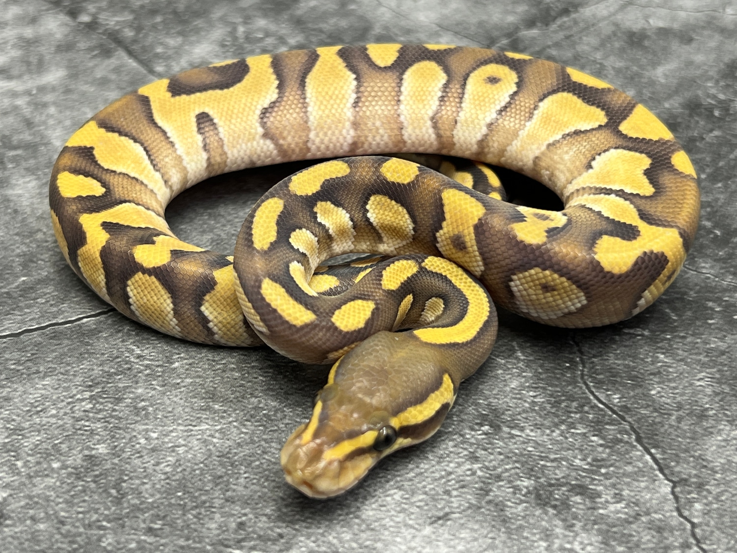 Hypo Chocolate Mojave Ball Python by Morph Mixology Reptiles - MorphMarket