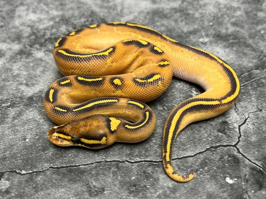 Orange Dream Phantom Freeway Ball Python by Morph Mixology Reptiles