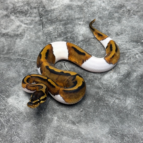 Pied Ball Python by Morph Mixology Reptiles