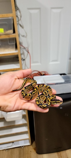 Normal Ball Python by J.B. Morphs Exotics