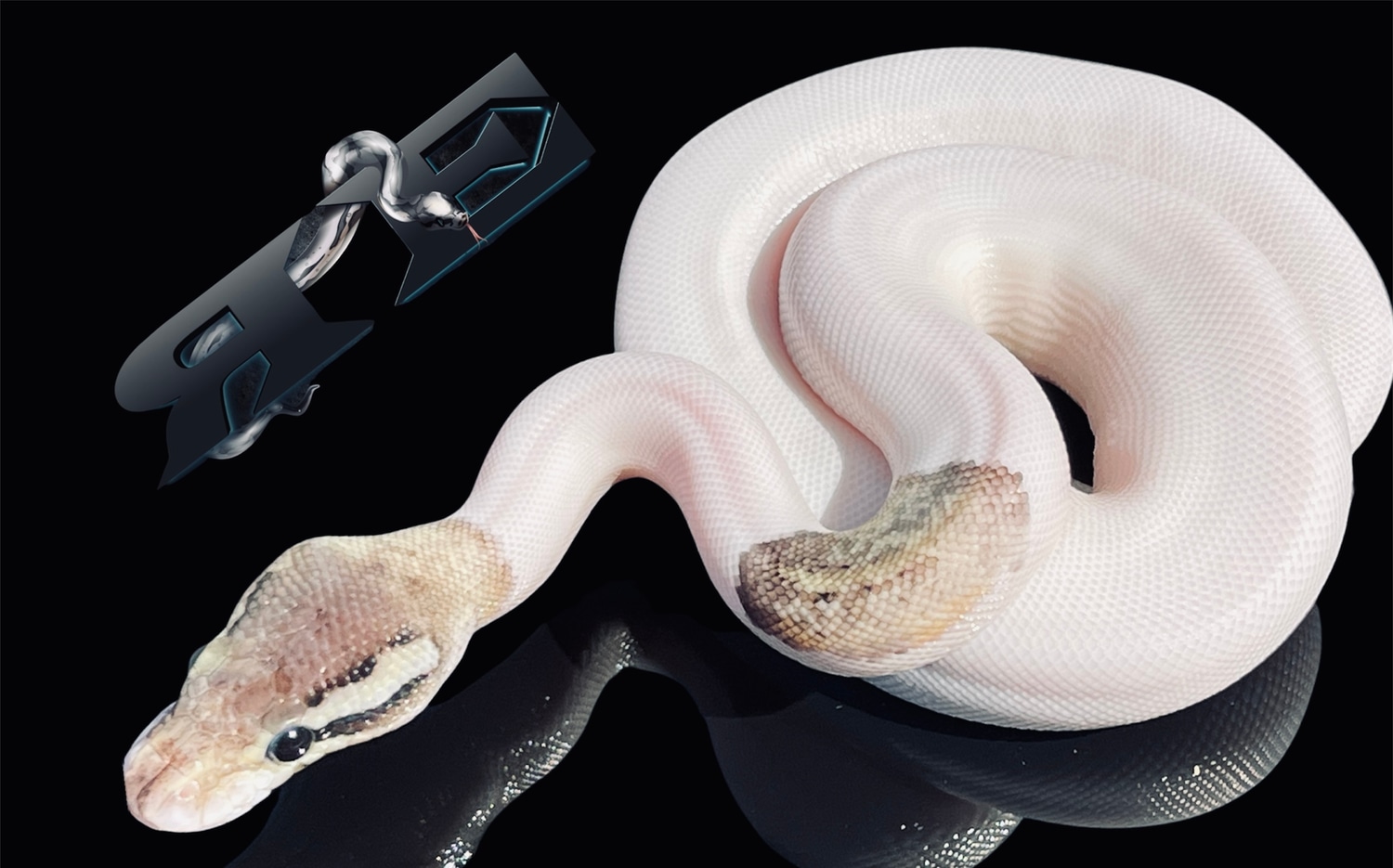 Female Sterling Sandblast Pied Ball Python by OnlySnakes - MorphMarket