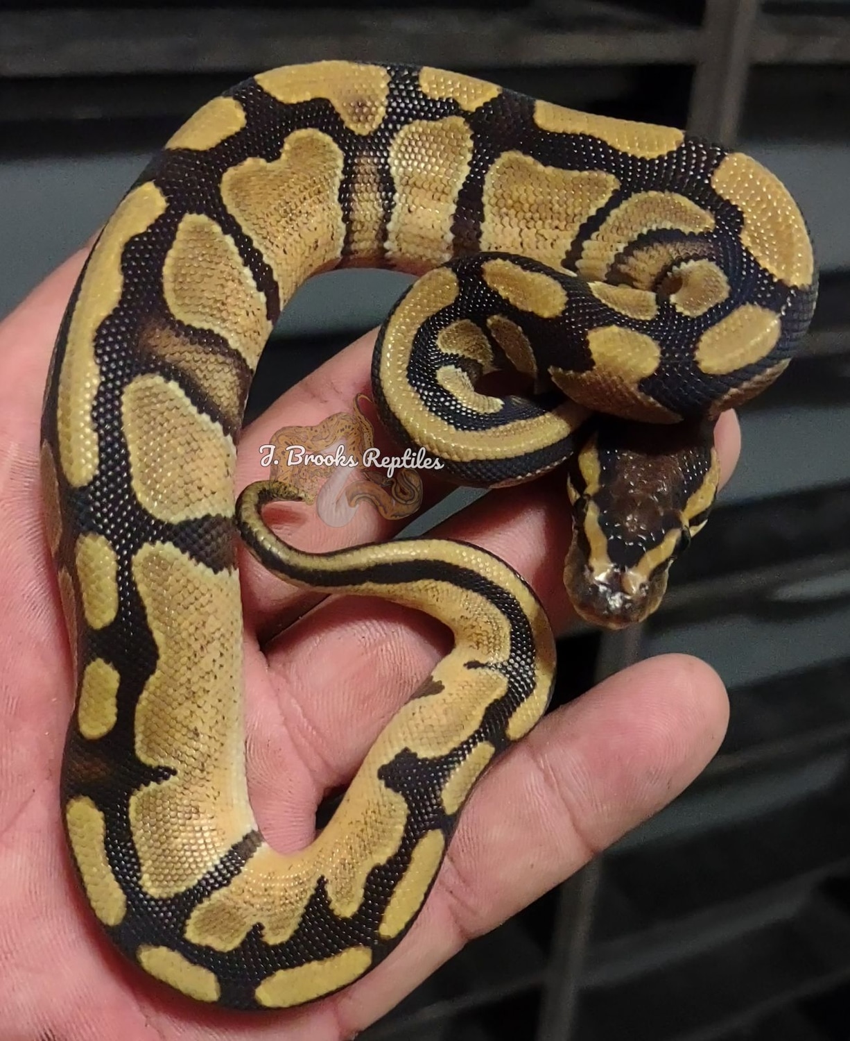 Pair Of Granite DH Hypo Piebald Ball Python by J Brooks Reptiles ...