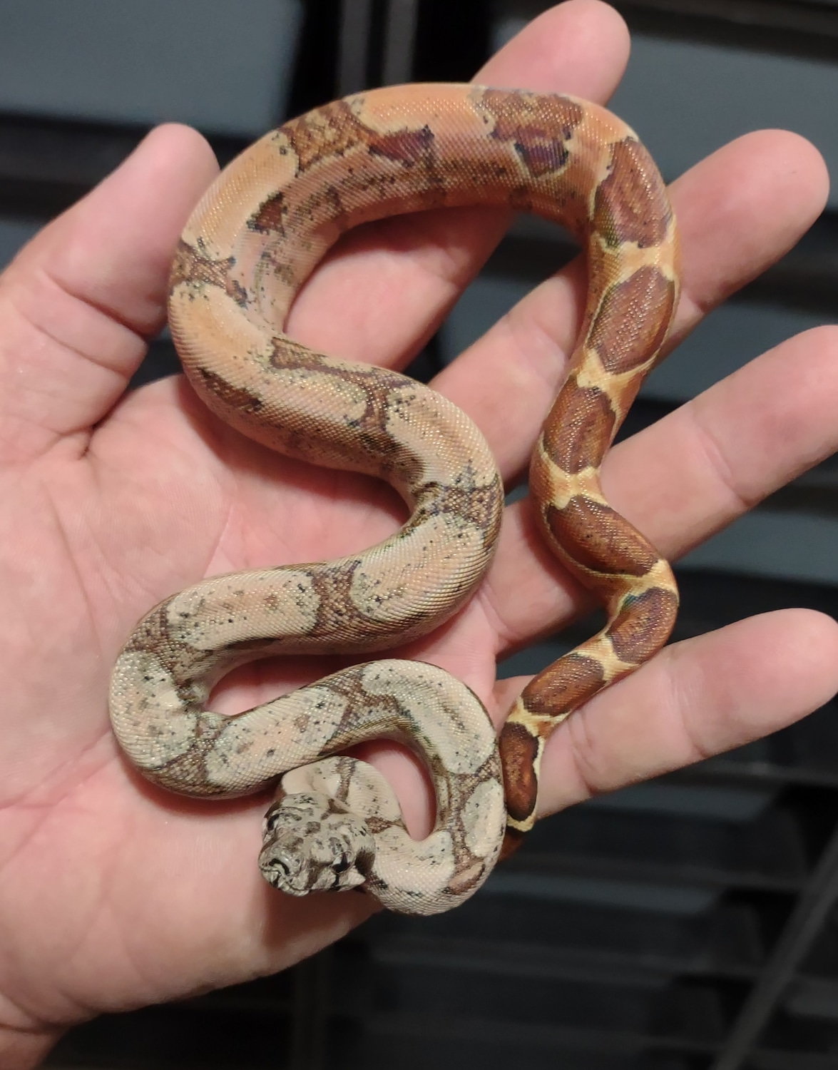 Hypo Hog Island Boa Boa Constrictor by J Brooks Reptiles MorphMarket