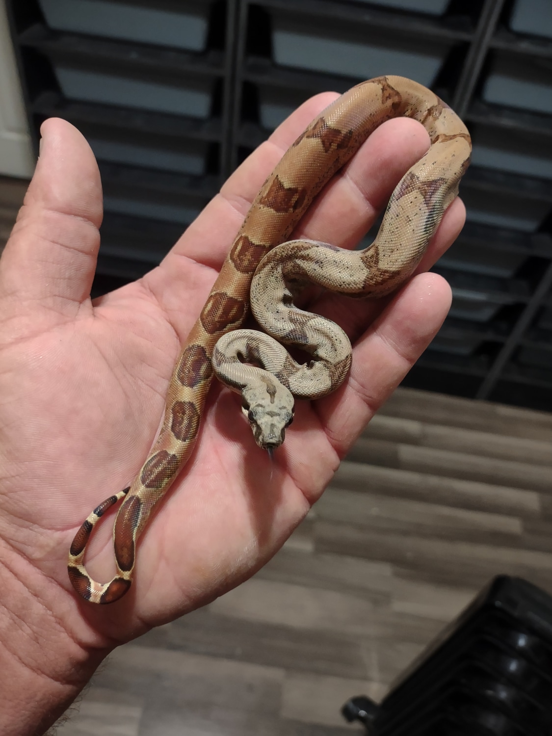 Hypo Hog Island Boa Boa Constrictor by J Brooks Reptiles MorphMarket