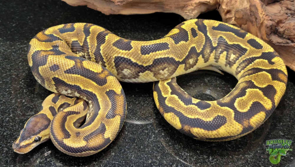 Yellowbelly Puzzle Ball Python by Brumley Reptile Co - MorphMarket