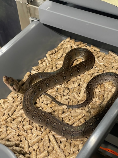 Motley Anthrax 66% Het Purple Reticulated Python by BOC