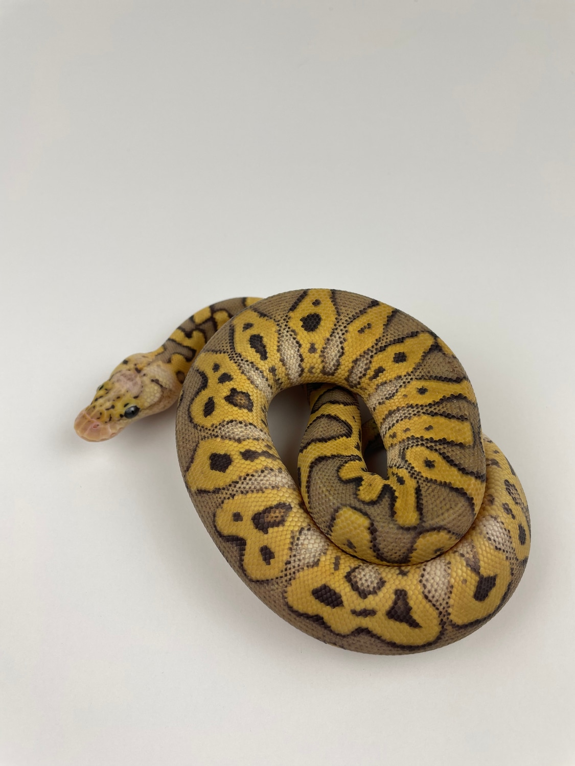 Super Pastel Clown (AKA Killer Clown) Ball Python by Top Tier Reptiles ...