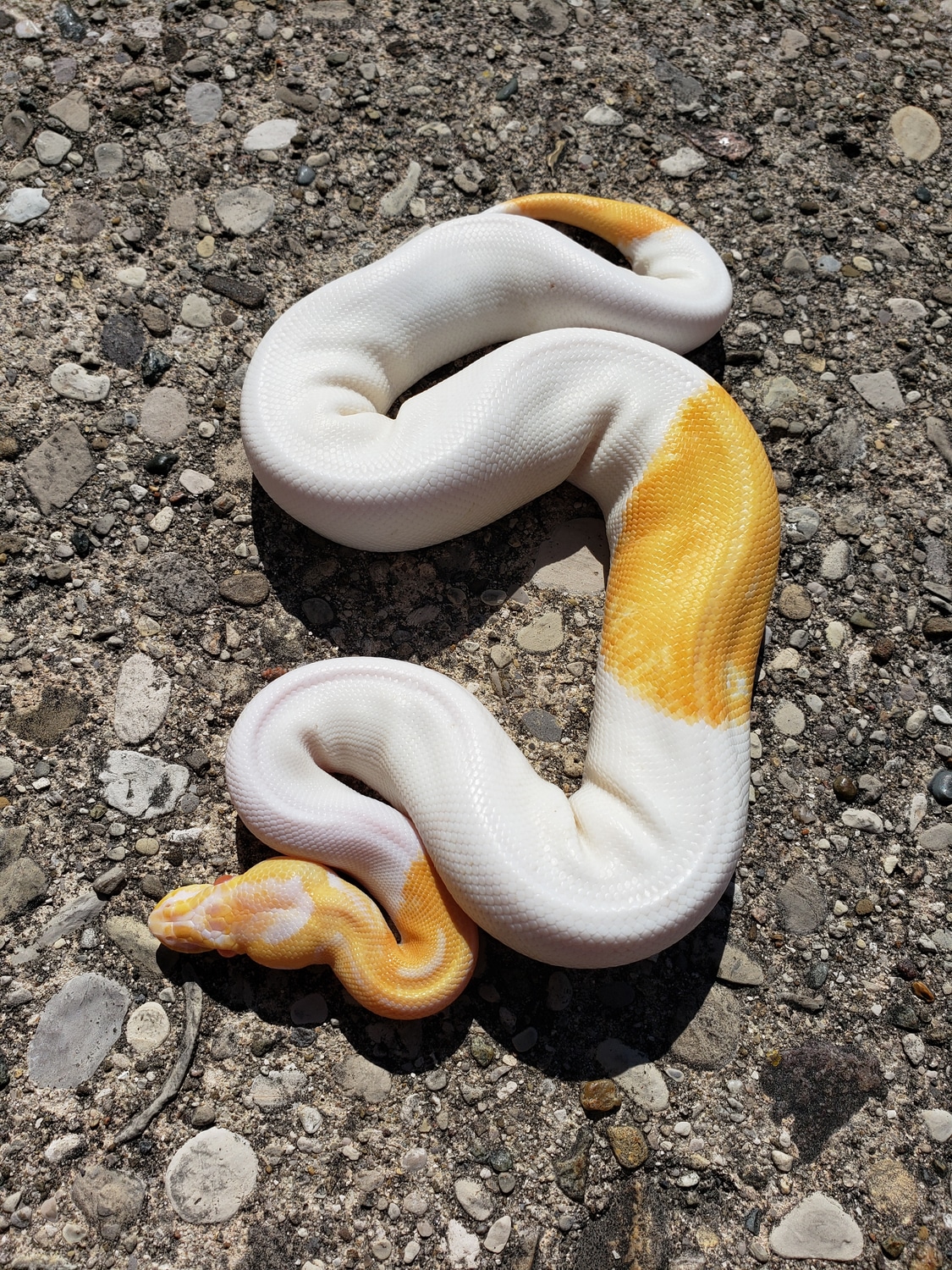 Dreamsicle Ball Python by JCC Reptiles - MorphMarket
