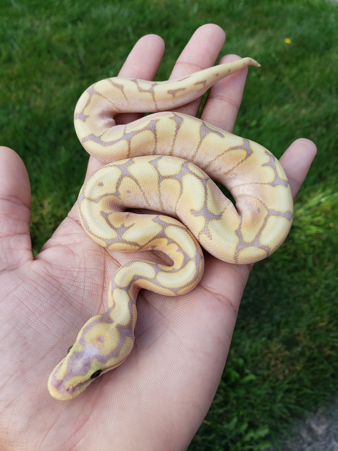 Banana Spider Ball Python by JCC Reptiles MorphMarket