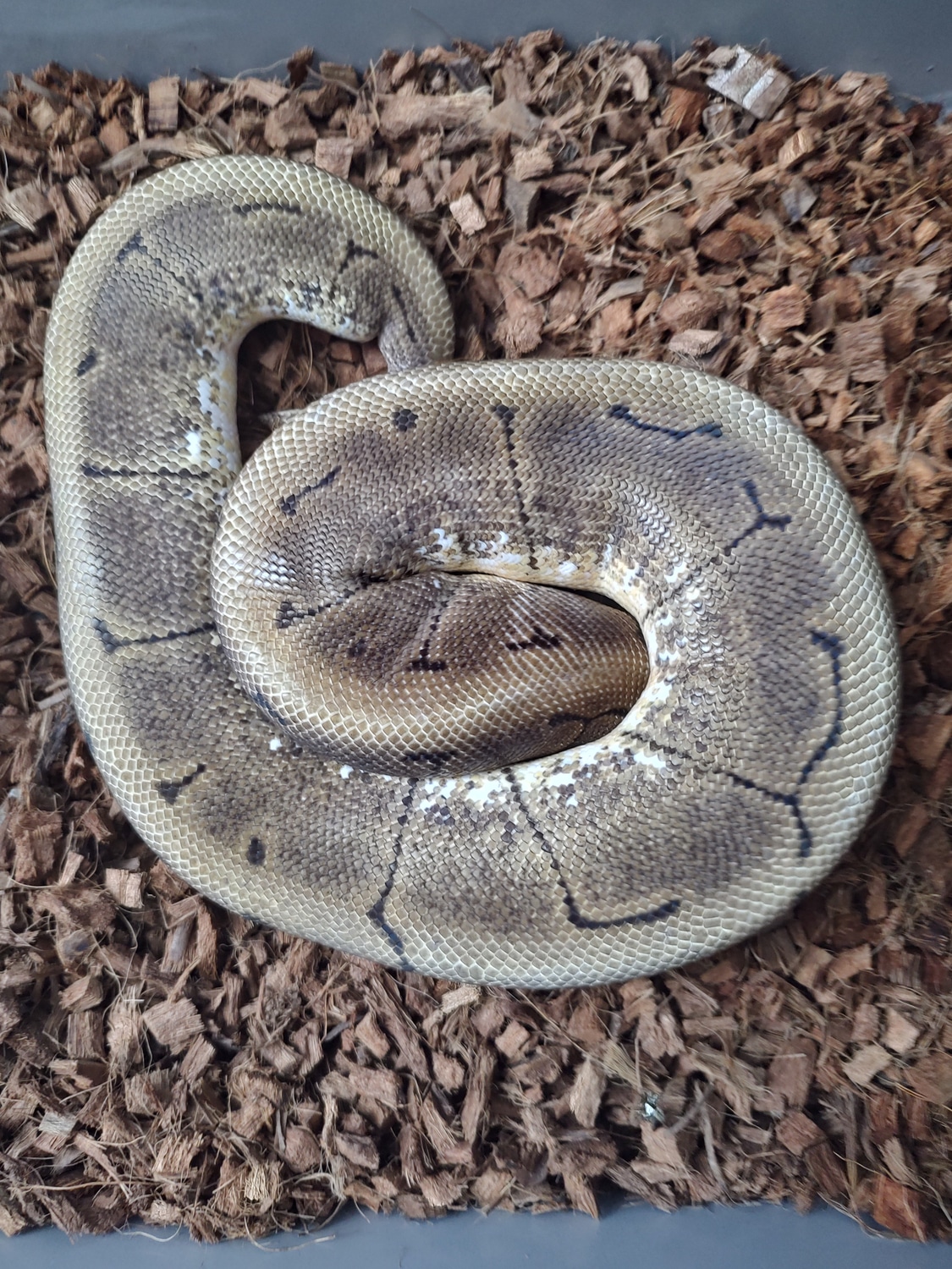 Spinner Ball Python by JCC Reptiles - MorphMarket