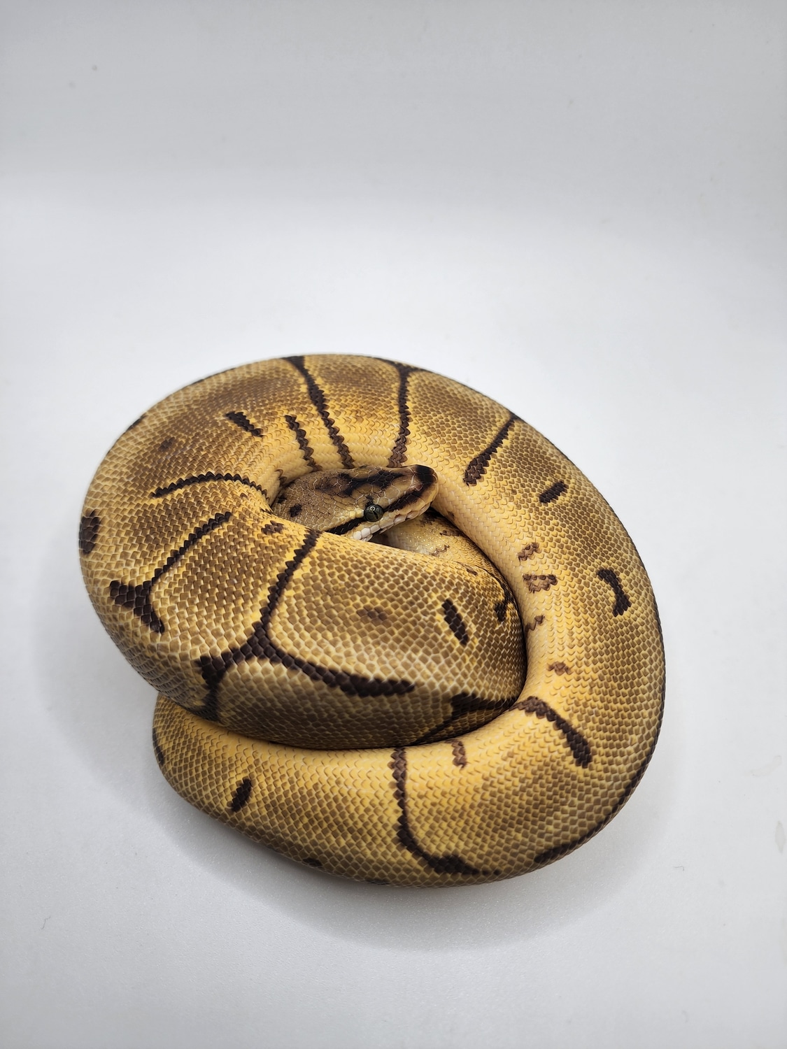 Leopard Enchi Spider 100% Het Lavender Albino Ball Python by JCC ...