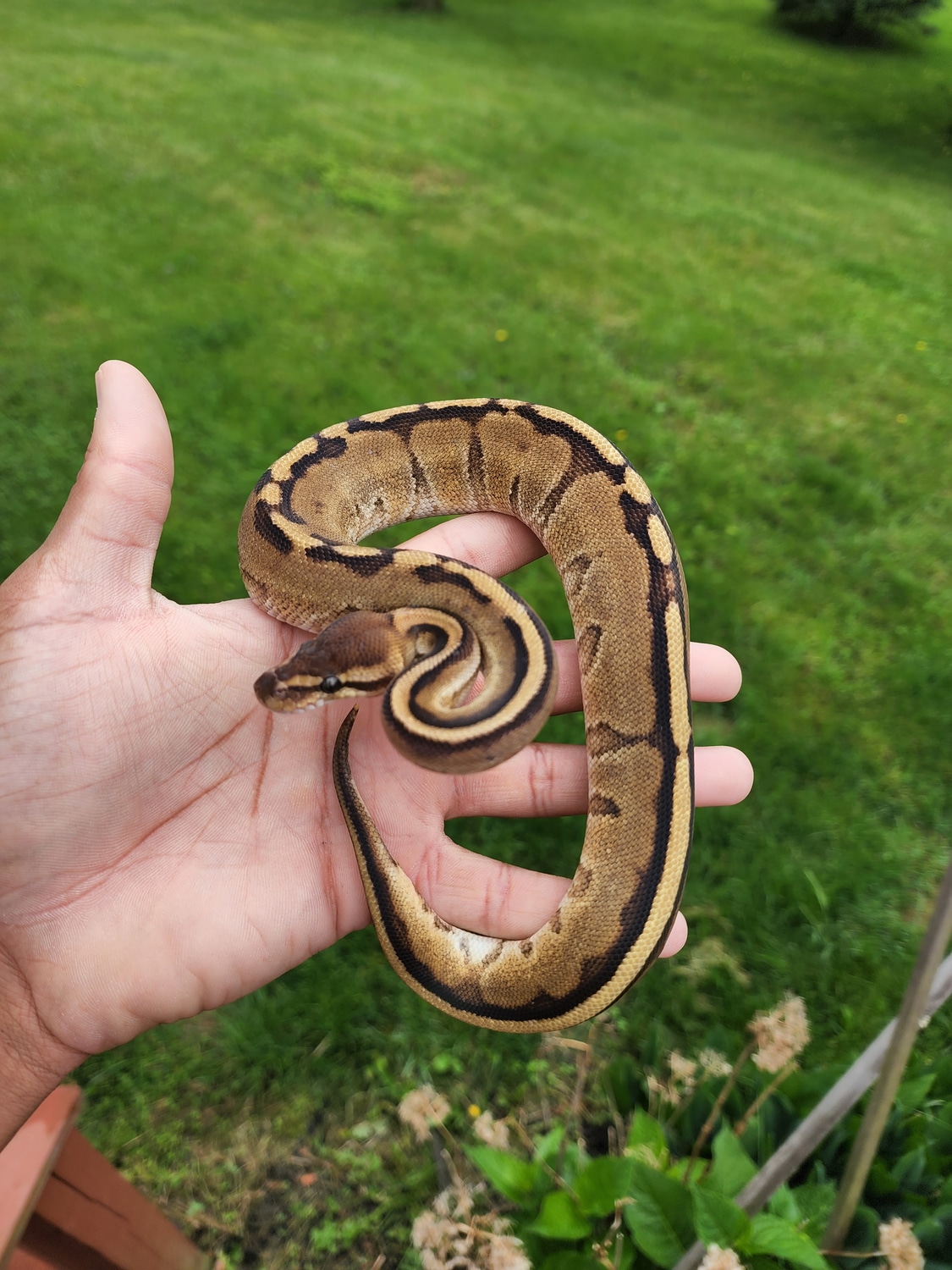 Genetic Stripe Ball Python by JCC Reptiles - MorphMarket