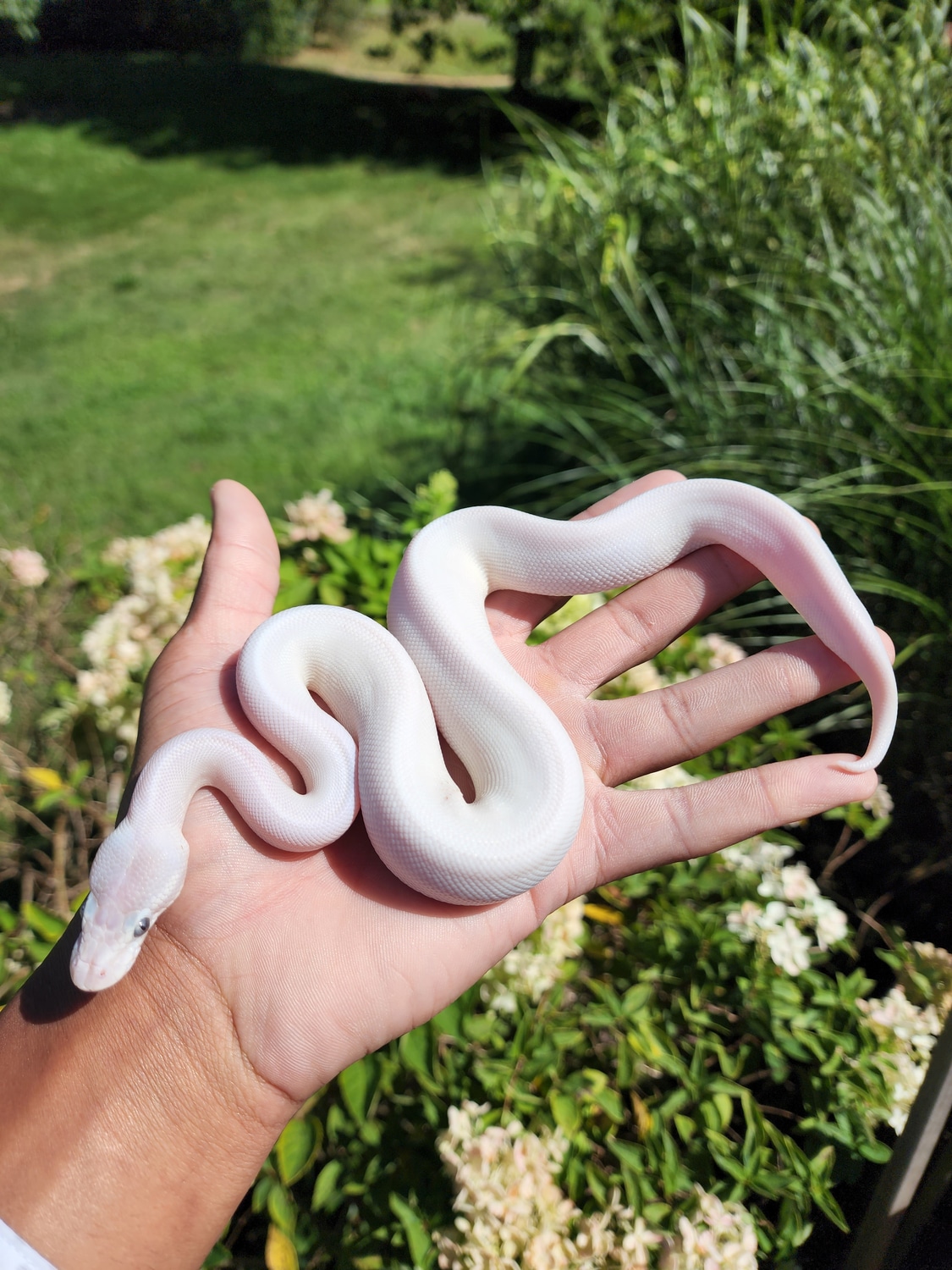 BEL Poss GHI Ball Python by JCC Reptiles - MorphMarket