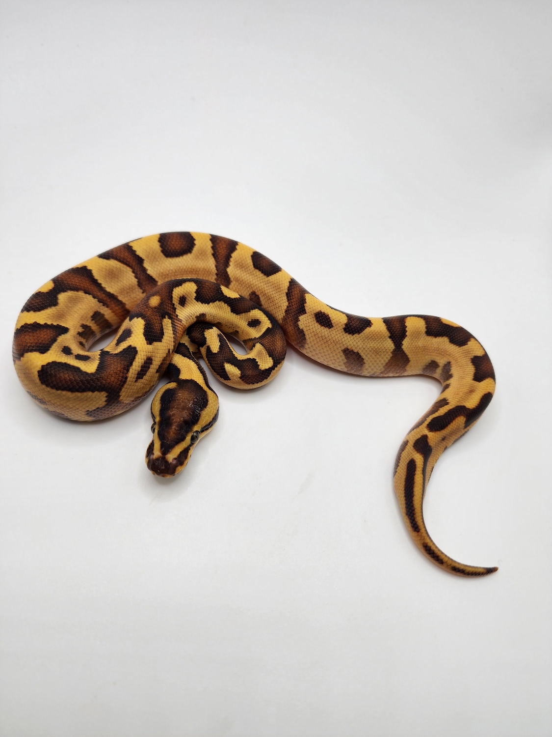 Enchi Yellowbelly Leopard Fire Ball Python by JCC Reptiles - MorphMarket