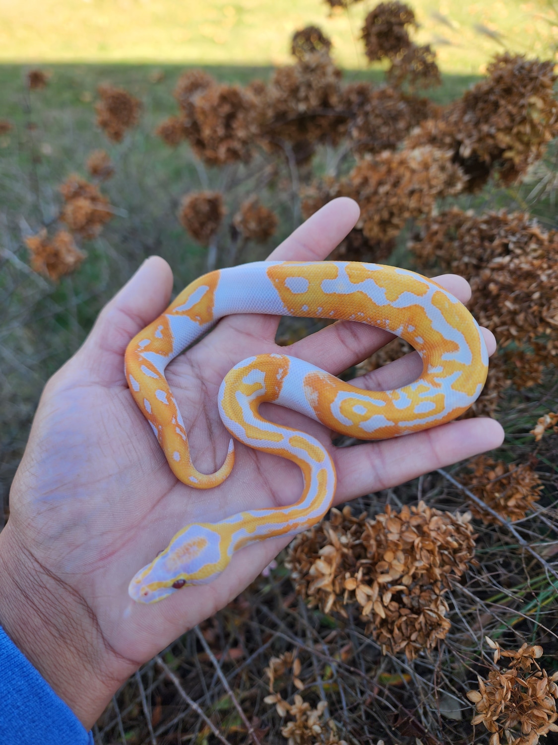 *Black Friday Special* Dreamsicle Ball Python by JCC Reptiles - MorphMarket