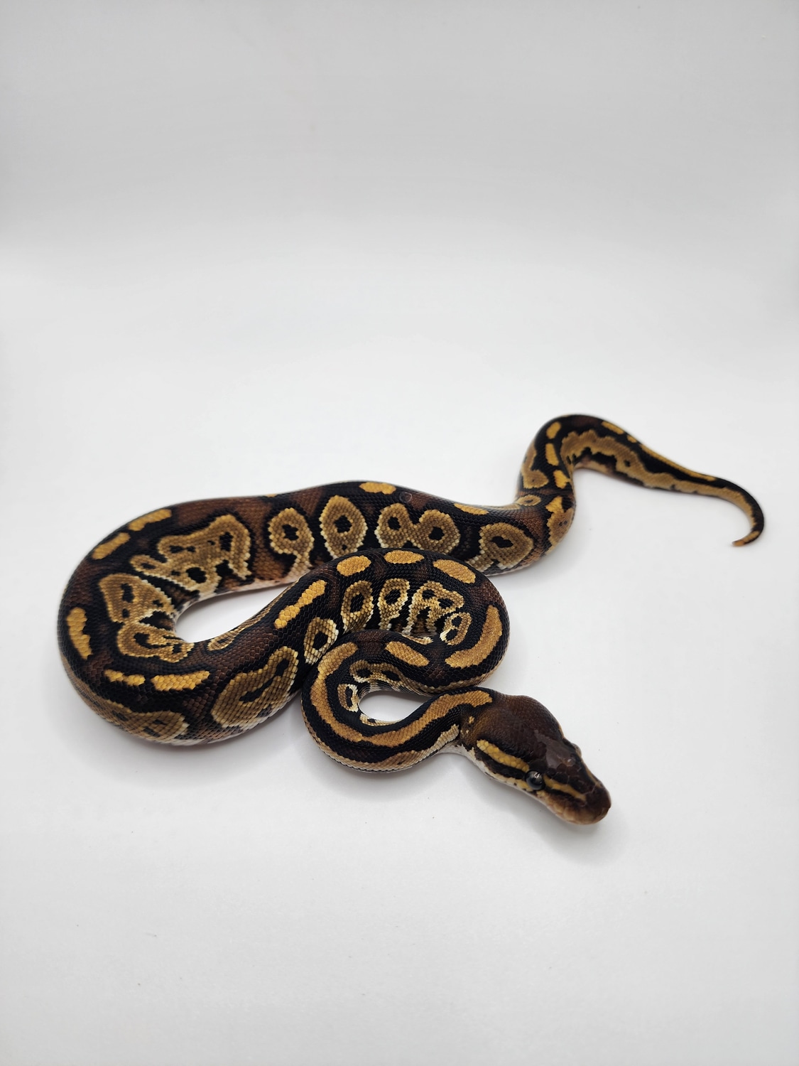 Bongo Het Piebald Ball Python by JCC Reptiles MorphMarket