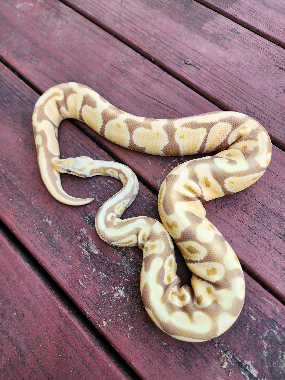Pastel Candy Het Piebald Ball Python by JCC Reptiles - MorphMarket