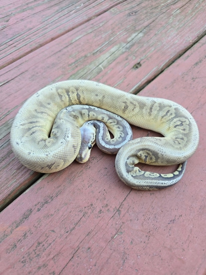 Hypo Sterling Ball Python by JCC Reptiles