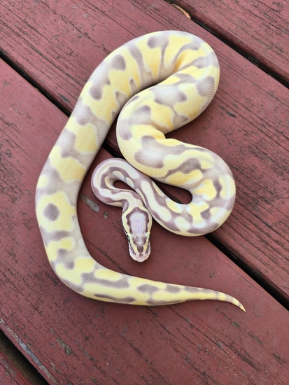 Pastel Enchi Butter Desert Ghost Ball Python by JCC Reptiles
