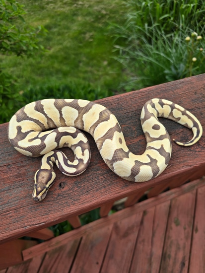 Enchi Yellowbelly Desert Ghost Ball Python by JCC Reptiles