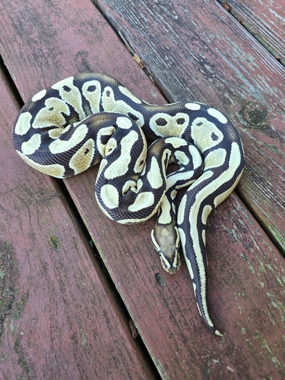 Desert Ghost Het Piebald Ball Python by JCC Reptiles