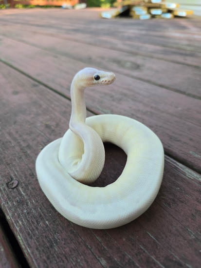 Banana Sterling Ball Python by JCC Reptiles