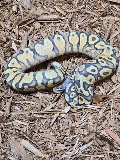 Hypo Pastel Enchi Yellowbelly Ball Python by JCC Reptiles