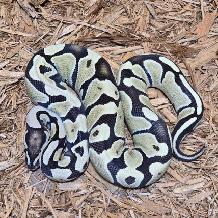 Desert Ghost Het Piebald Ball Python
