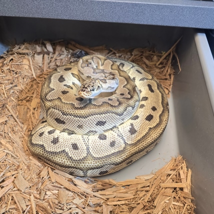 A+ Pastel Clown Ball Python
