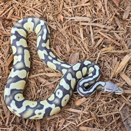 Hypo Pastel Chocolate Desert Ghost Ball Python