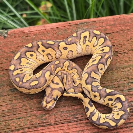 Acid Fire Mojave Clown Ball Python