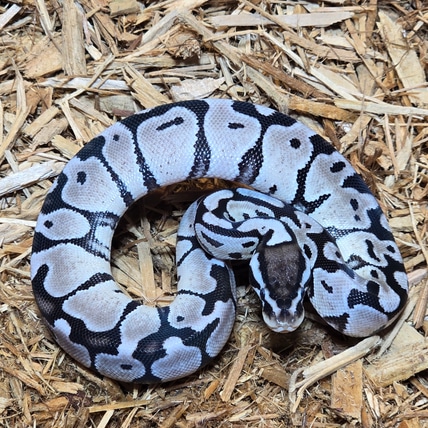 Pastel VPI Axanthic 66% Het Puzzle Ball Python