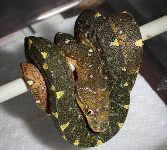 Blueline Green Tree Python by JC Reptiles