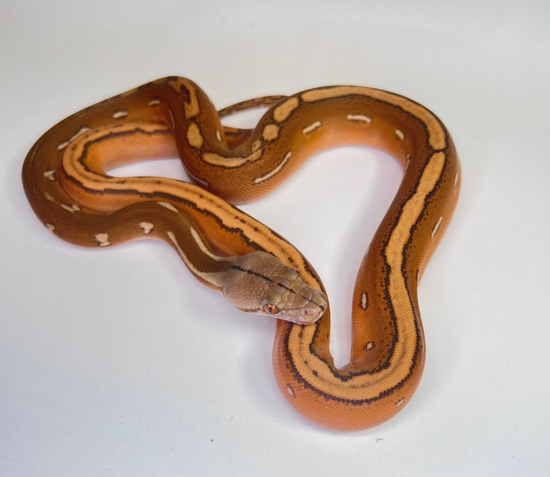 Orange Ghost Stripe Reticulated Python by JC Reptiles