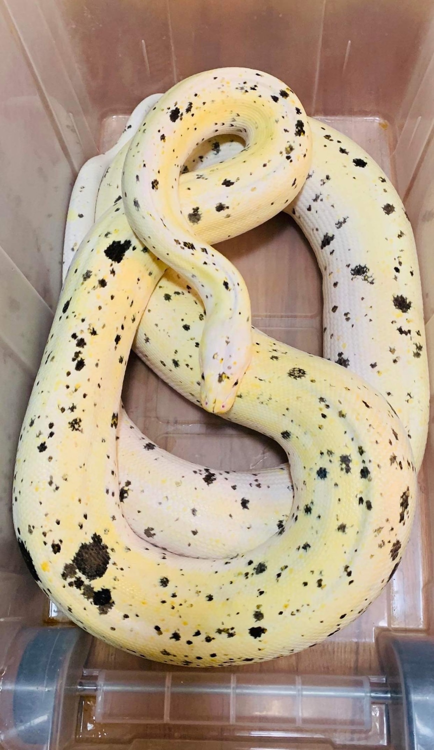 Sunfire tiger cow reticulated python by jc reptiles morphmarket