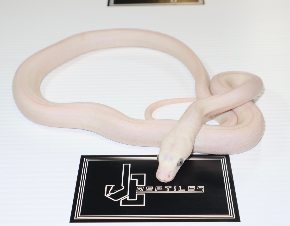 Golden Child Cow Poss Sunfire Reticulated Python by JC Reptiles ...