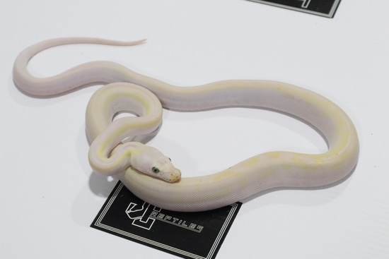 Sunfire Cow Reticulated Python by JC Reptiles