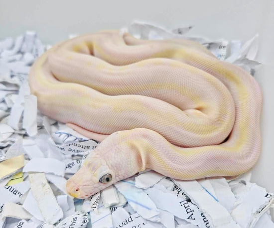 Cow Paradox Reticulated Python by JC Reptiles
