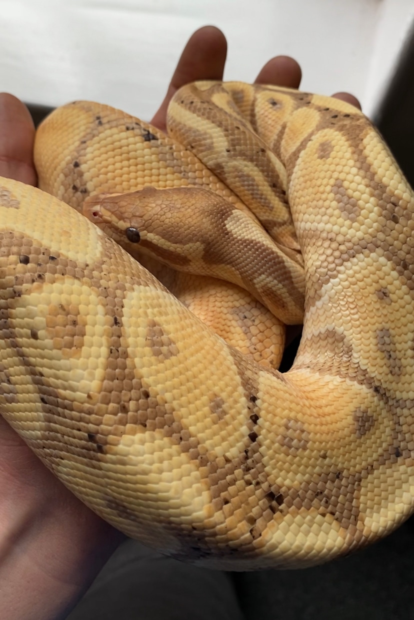 Banana Het Red Axanthic Ball Python by JC_Animalz - MorphMarket