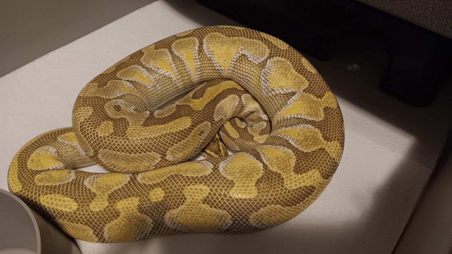 Butter Enchi Ball Python by Intrinsic Reptile Resource - MorphMarket