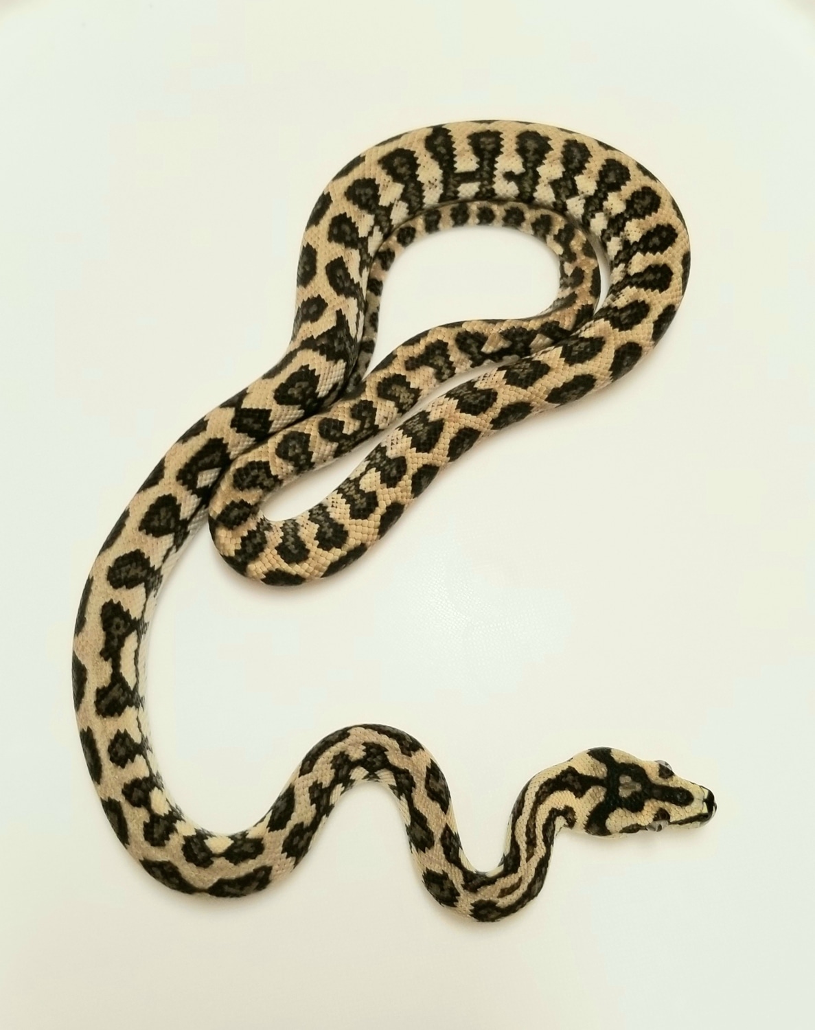Diamond Jungle Jag Other Carpet Python by JB Reptiles - MorphMarket