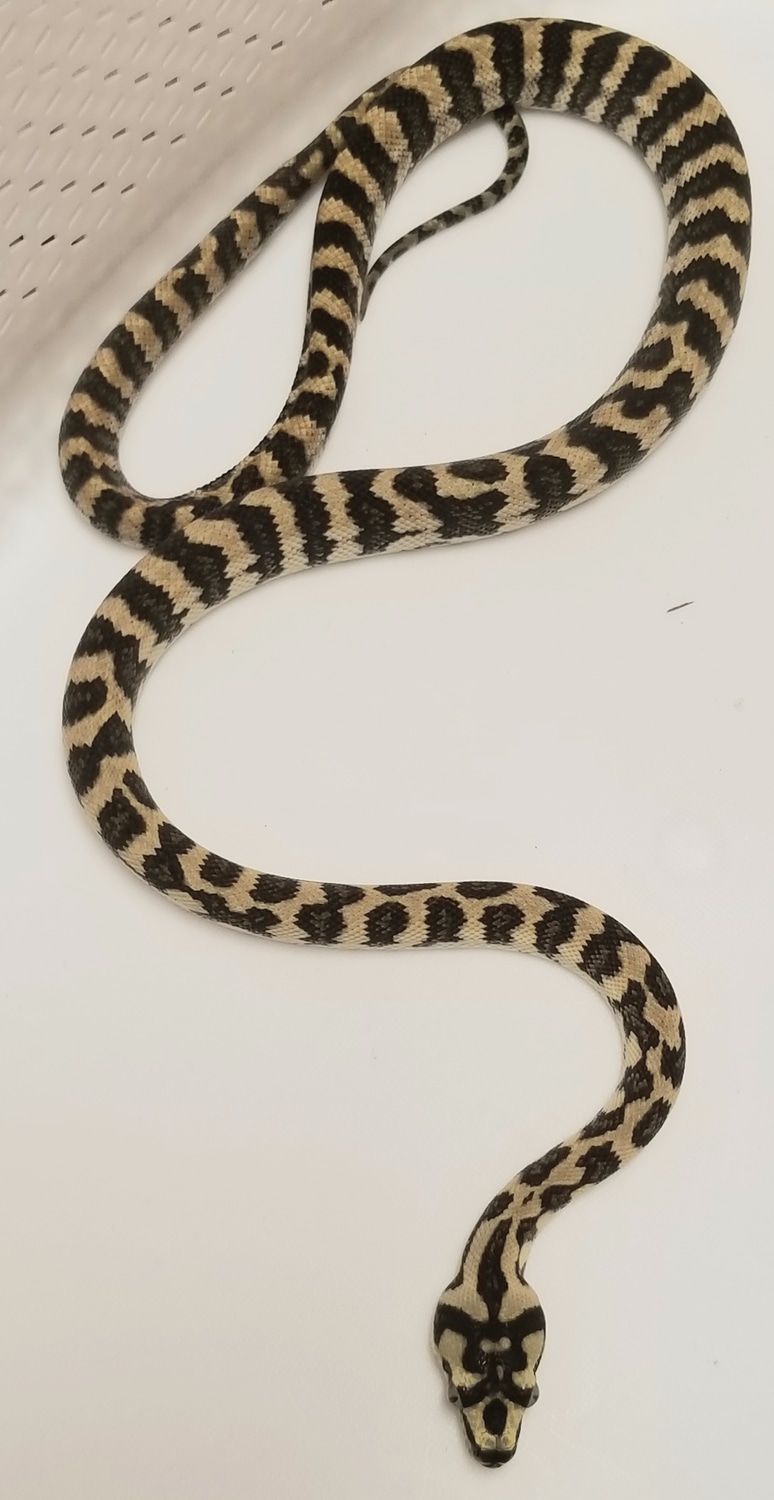 Diamond Jungle Jag Other Carpet Python by JB Reptiles - MorphMarket