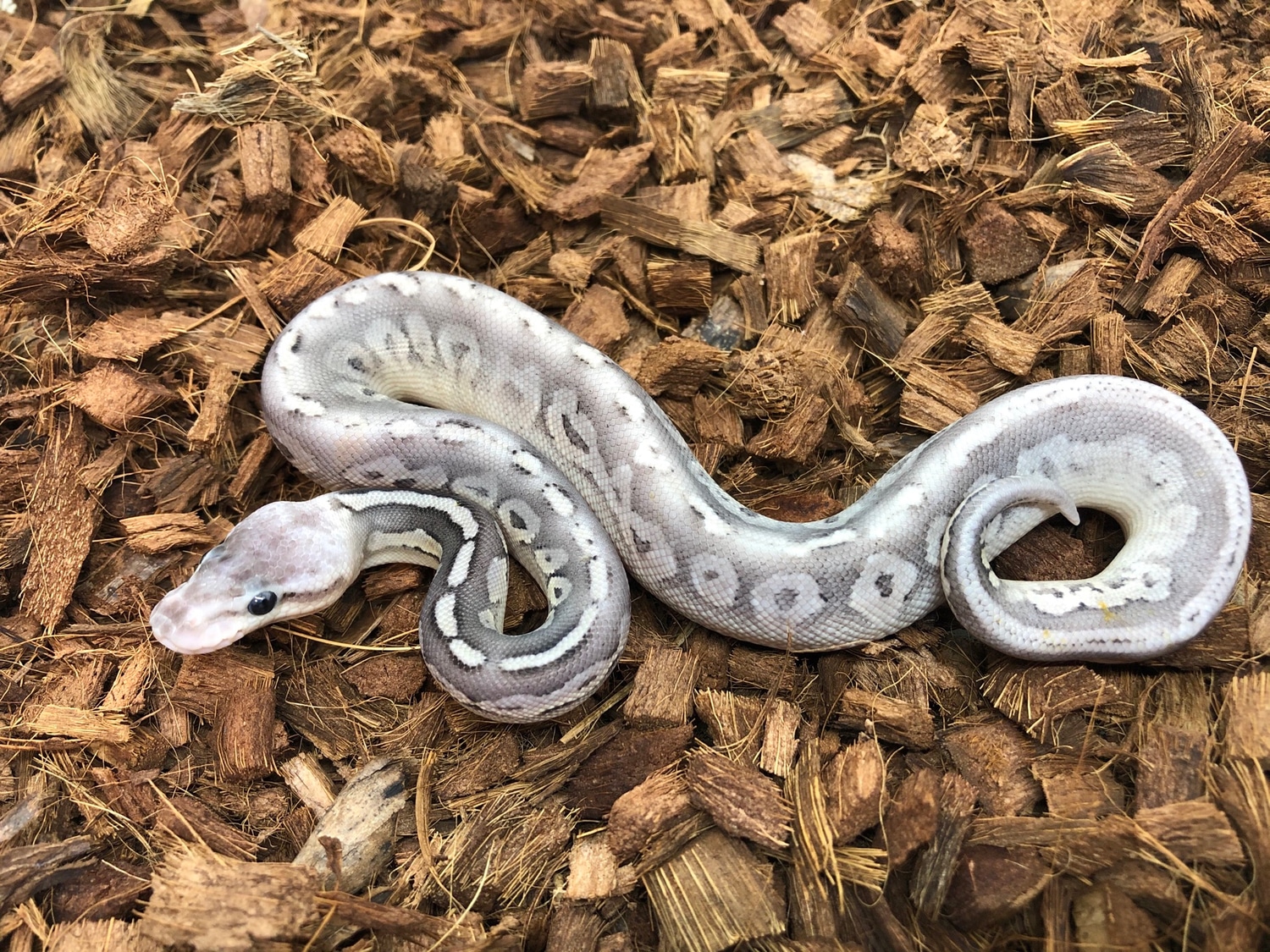Silver Streak Ball Python by John Chausmer Reptiles - MorphMarket