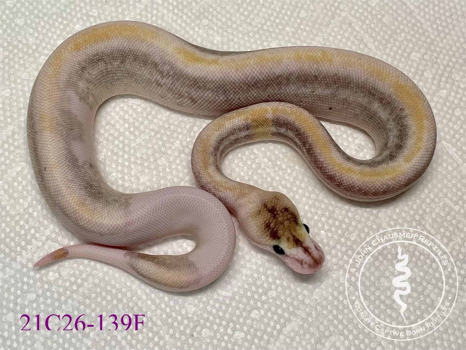Champagne Cinnamon Lesser Ball Python by John Chausmer Reptiles ...