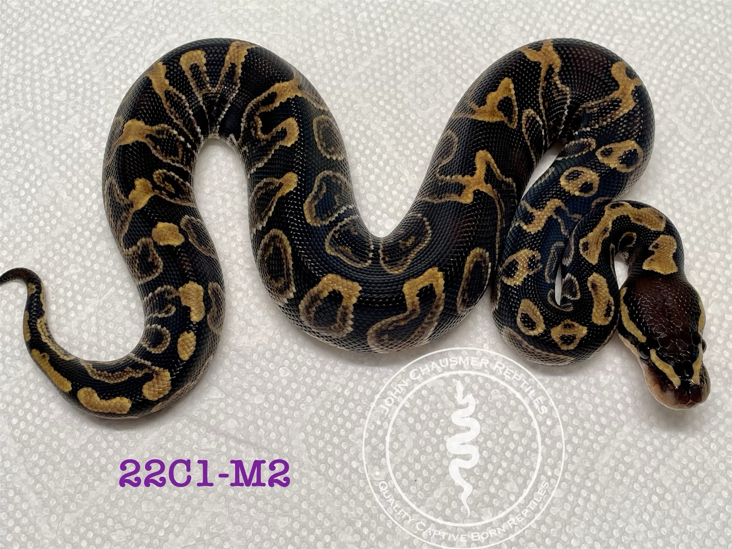 GHI Het Clown 50% Het Piebald Ball Python by John Chausmer Reptiles ...