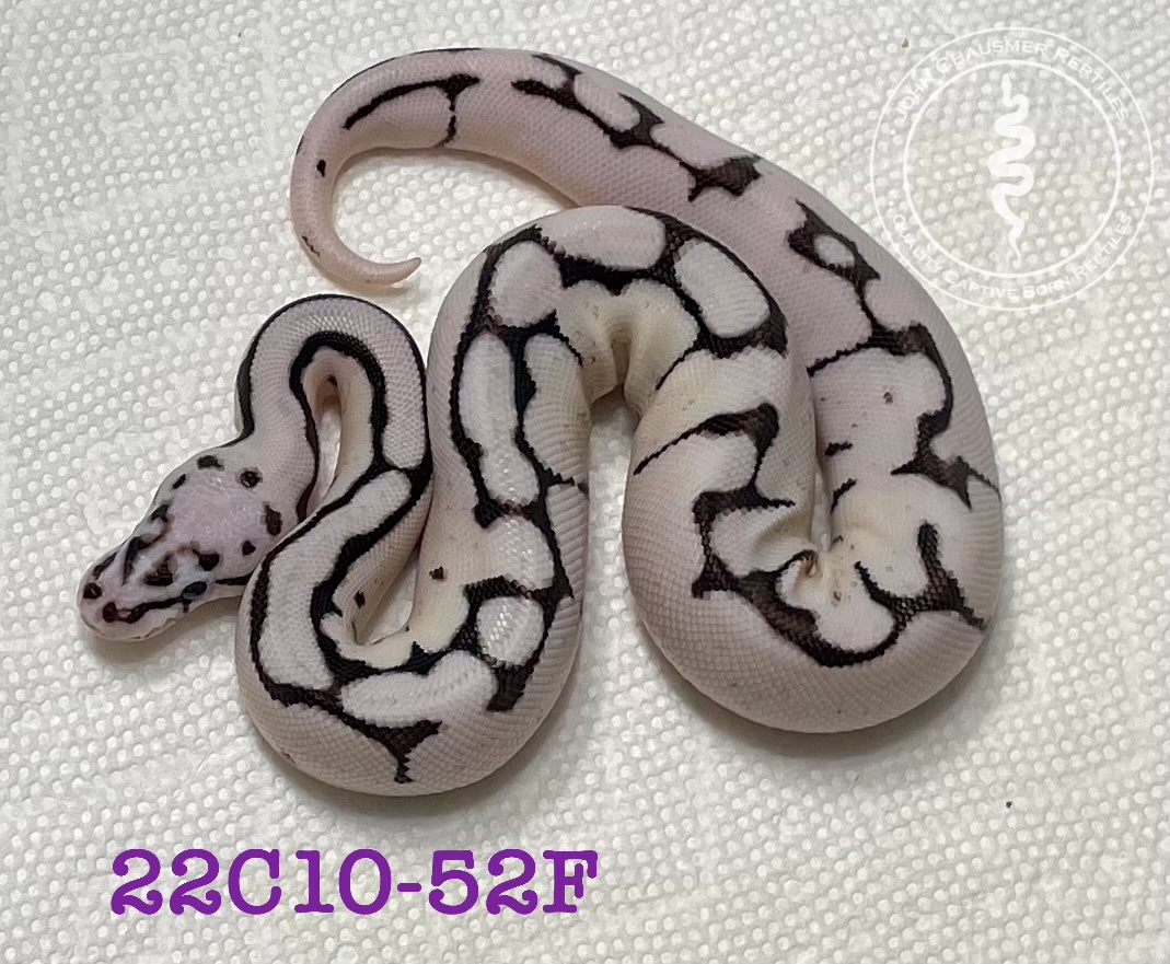 Firefly VPI Axanthic Spider Ball Python by John Chausmer Reptiles ...
