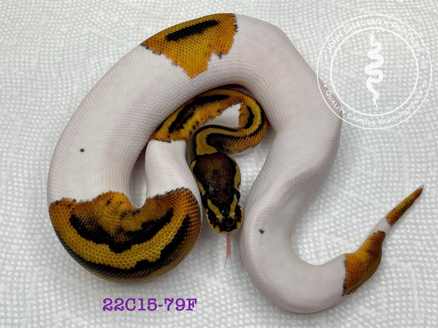 Piebald Ball Python by John Chausmer Reptiles - MorphMarket
