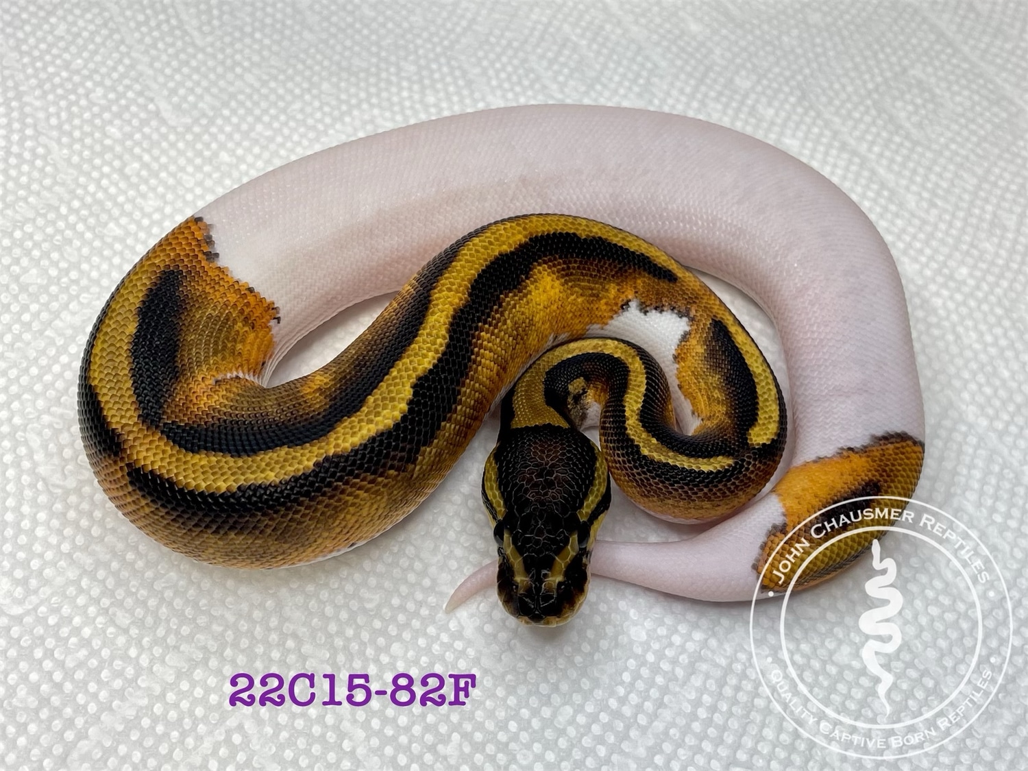 Piebald Ball Python by John Chausmer Reptiles - MorphMarket